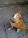 犬１.jpg
